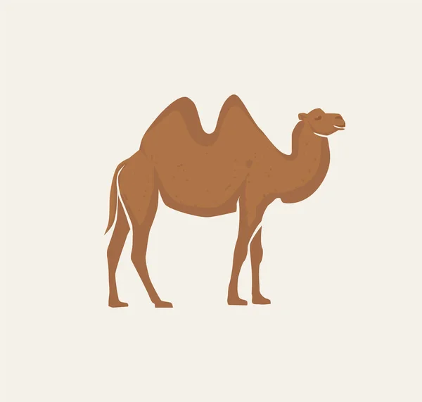 Ilustração Animal Camelo Árabe Vetor Fundo Branco — Vetor de Stock