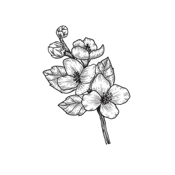 Fleur Branche Noire Blanche Isolée Sur Fond Ligne Contour Traits — Image vectorielle