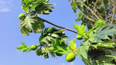  Fresh green breadfruit hanging on a tropical tree with broad glossy leaves under bright sunlight