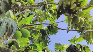  Fresh green breadfruit hanging on a tropical tree with broad glossy leaves under bright sunlight