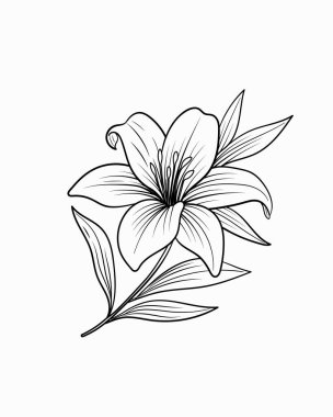 Zarif siyah-beyaz çizgili çiçek açan zambak sanatı. Detaylı yapraklar ve yapraklar. Renkli sayfalar, dövmeler ve dekorlar için mükemmel.
