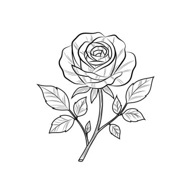 Çiçek açan yapraklı bir gülün zarif siyah ve beyaz çizgisi. Renk ve dekorasyon için ideal çiçek çizimi..