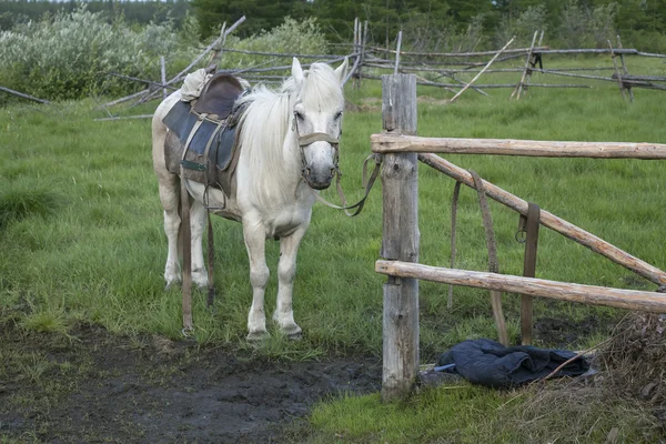 Horse under saddle on a leash. — Stock Photo, Image