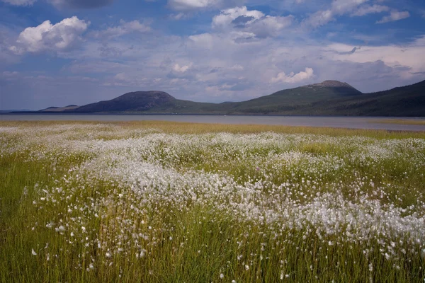 Pole bavlny trávy na jezeře. — Stock fotografie