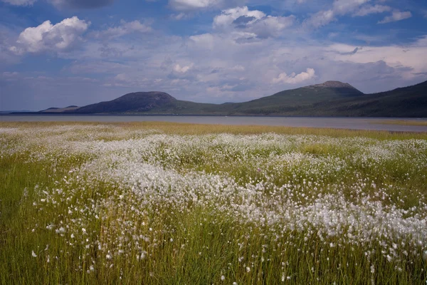 Das Feld von Baumwollgras am See. — Stockfoto