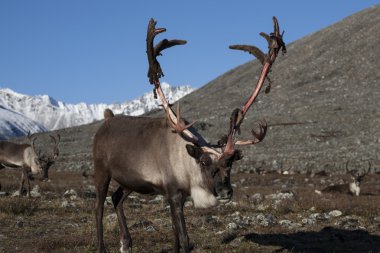 Geyik ve boynuzları deri artıkları ile.