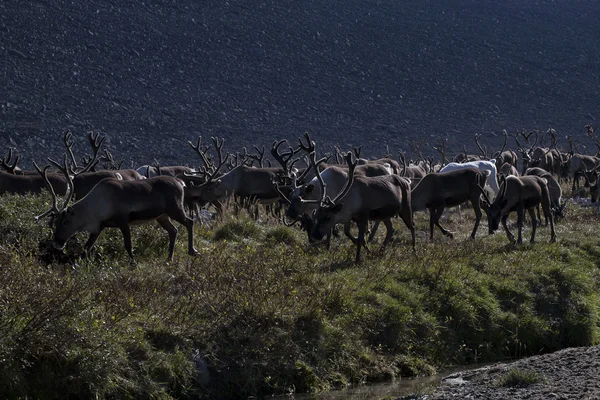 Herds of deer running in the valley of the creek. — Stock Photo, Image