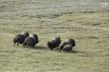 Misk sığırları çevresinde tundra üzerinde çalışan küçük bir sürüsü.