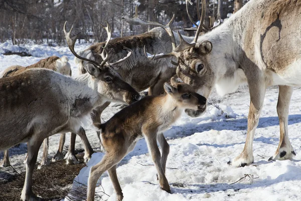 Karda geyik sürüleri.