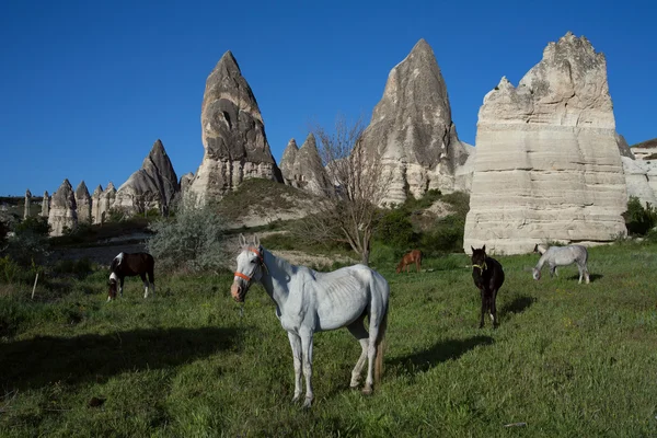 Atlar arka planda Rock aittir.