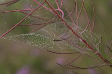 Willow herb üzerinde Web lahanası.