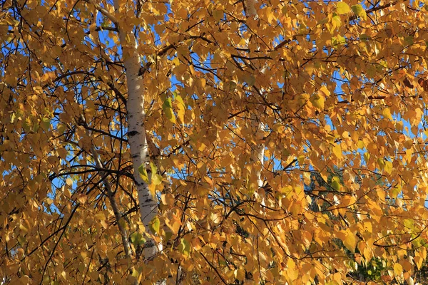 Birch in autumn dress. — Stock Photo, Image