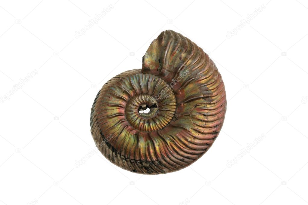 Fossil ammonite shells.