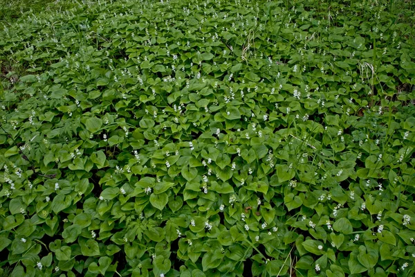 Homogen blomma äng. — Stockfoto