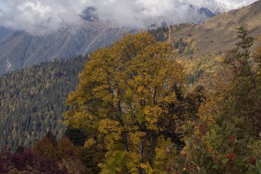 sonbahar Kafkasya'da.