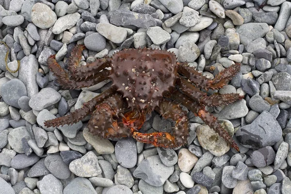 Crab. Coney peninsula, Cape Taran.