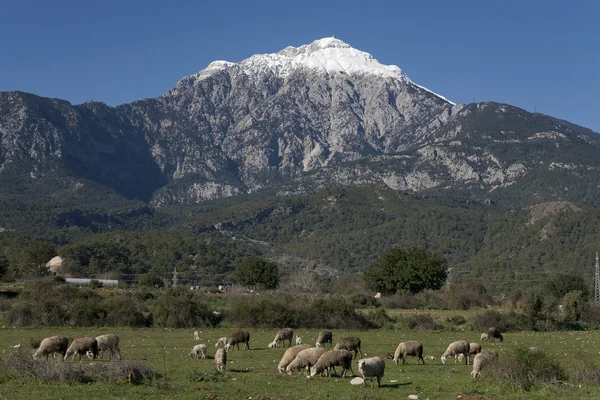 A montanha Tahtali . — Fotografia de Stock