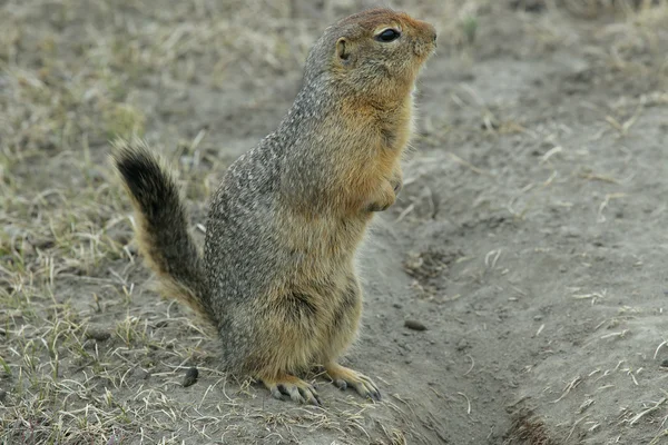 Ardilla en Yakutia . — Foto de Stock