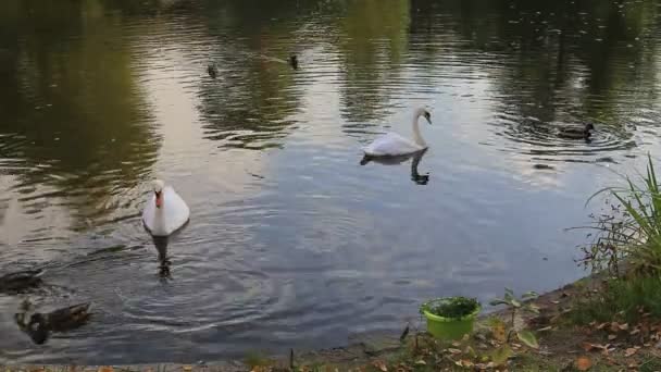 天鹅和鸭. — 图库视频影像
