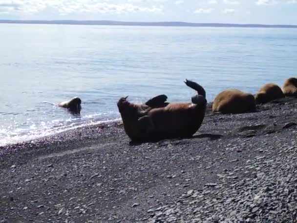 Рифт моря Лаптєвих зльоту моржів . — стокове відео