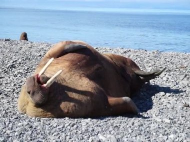 Morslar Laptev Denizi.