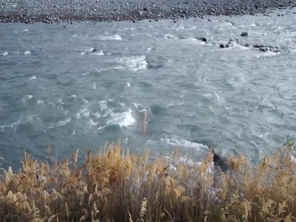 Cañas en la orilla de un río de montaña . — Vídeos de Stock