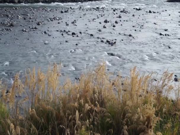 Reeds na margem de um rio de montanha . — Vídeo de Stock