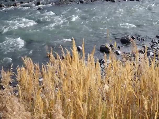 Roseaux sur le rivage d'une rivière de montagne . — Video