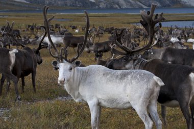 Büyük sürüler halinde beyaz geyik.