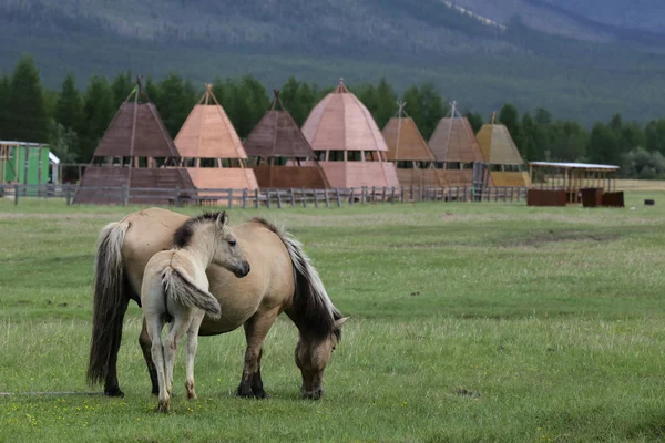 Mare çayır üzerinde tayı ile.