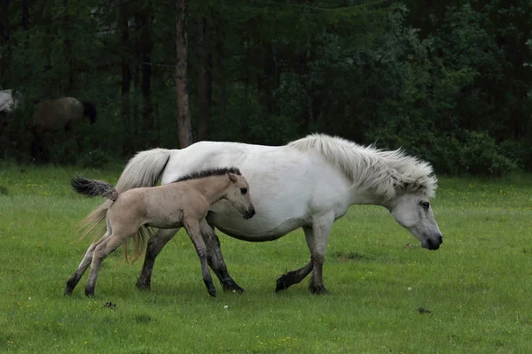 Mare con puledro passeggiando sul prato . — Foto Stock