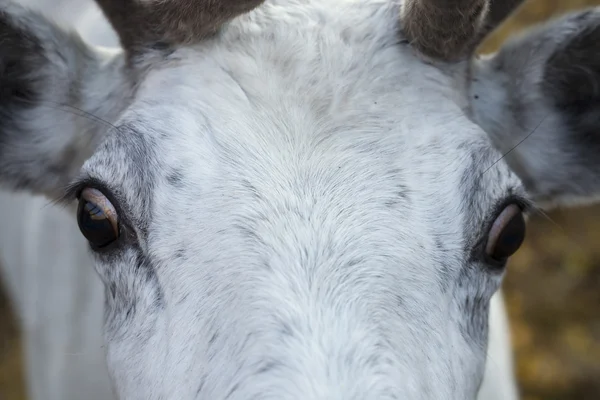 Os olhos e focinho veado branco . — Fotografia de Stock