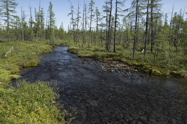 Rocky stream in the woods. — Stock Photo, Image