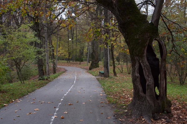 Alley in herfst park Naltsjik. — Stockfoto