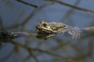 Bir ağaç dalı su kurbağa.