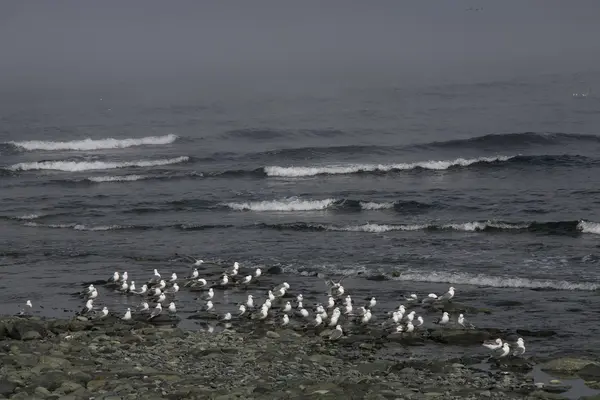 海滩上的一群海鸥. — 图库照片