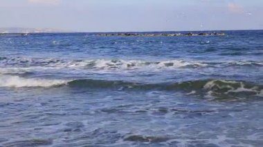 Deniz sörf ve plajları ve bir sürü martılar.