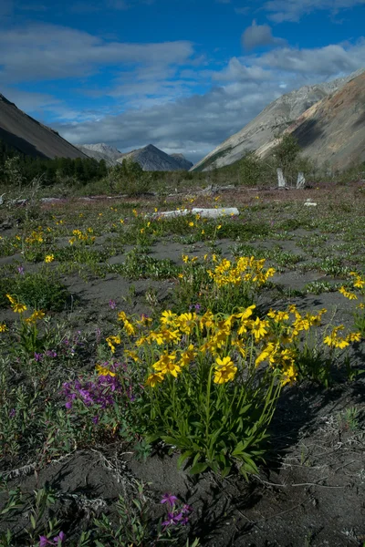 Flores amarillas en el valle de un río de montaña . — Foto de Stock