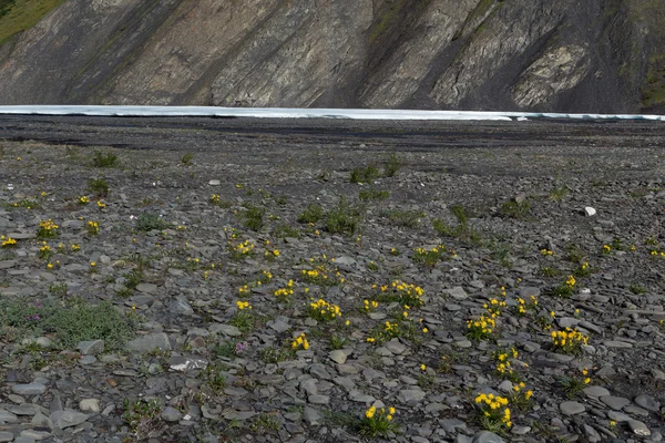 Glade con flores amarillas en el fondo de un acantilado de montaña . — Foto de Stock