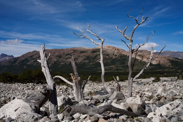 Árboles secos en medio del campo de piedra . — Foto de Stock