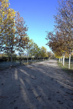 Sonbaharda parkta yol.