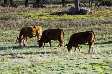 Galapagar alanında otlayan inekler
