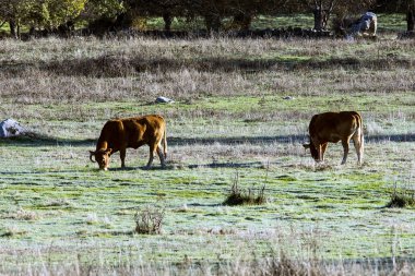 Alanda otlayan inekler