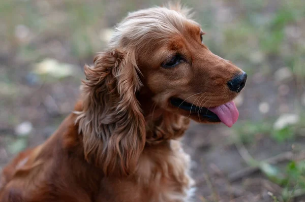 Young Spaniel Dog Close Portrait Composition — Stock Photo, Image