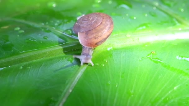 雨停后 小蜗牛在绿叶上缓缓爬行 蜗牛也是一种比喻动物 意思是想做点什么 — 图库视频影像