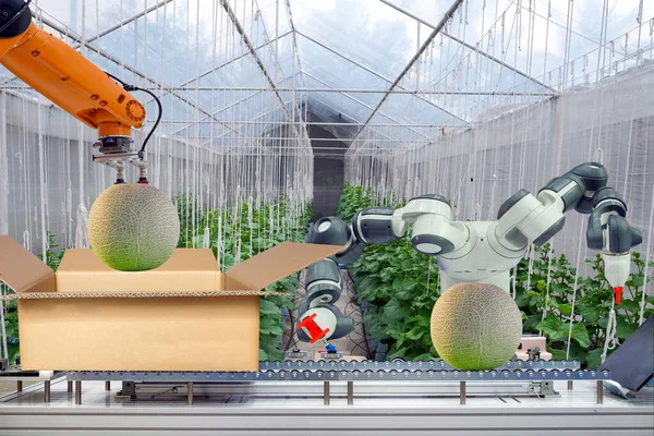 Industrial robot that were apply for agricultural to work packing the melon put on cardboard box via conveyor belt, industry 4.0 and smart farm 4.0 technology, concept and idea