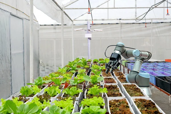 Modern organik çiftlik evi, sebze sahalarında kullanılmak üzere robotik sanayi teknolojisini benimser ve Smart Farming 4.0 konsepti üzerine izleme için CCTV kameraları yerleştirir.