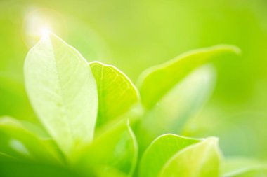 Yeşil doğaya yakın taze yeşil yaprak bulanık arkaplan, yeşil mevsim 