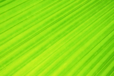 Bulanık hareket üzerine kapalı yeşil fan palmiye yaprağı, yeşillik arkaplanı üzerine soyut, çevre yeşil kavramı üzerine duvar kağıdı ve arkaplan kullanımı için