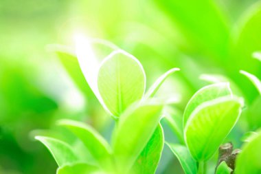 Yeşil doğada taze yeşil yaprak bulanık arkaplan 